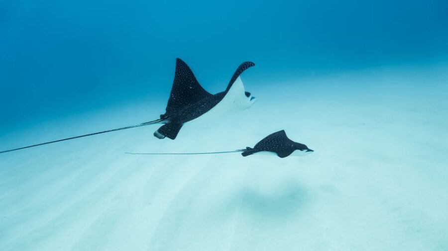 Dolphin Watch Snorkel and BBQ in Kona, Big Island - Who This Tour Is Best For