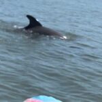 Dolphins and Wildlife Ecotour - FAQ