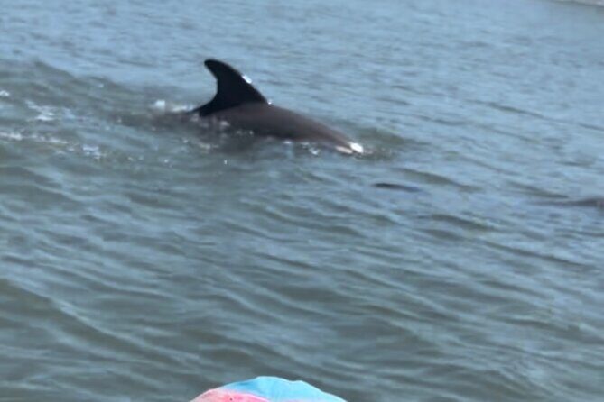 Dolphins and Wildlife Ecotour - FAQ