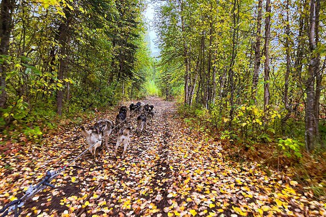 Dryland Dog Sled Tour - Who Should Consider This Tour?