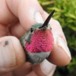 Estes Park: Birds of Colorado Speaker Series - The Sum Up