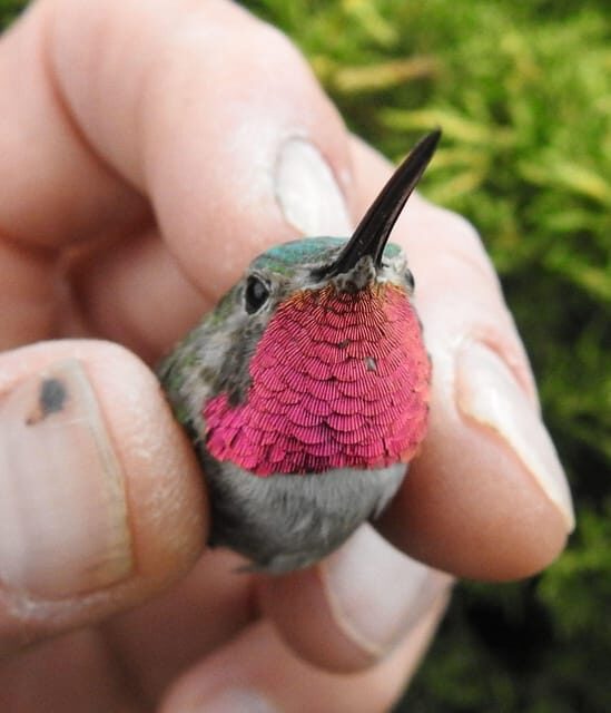 Estes Park: Birds of Colorado Speaker Series - The Sum Up