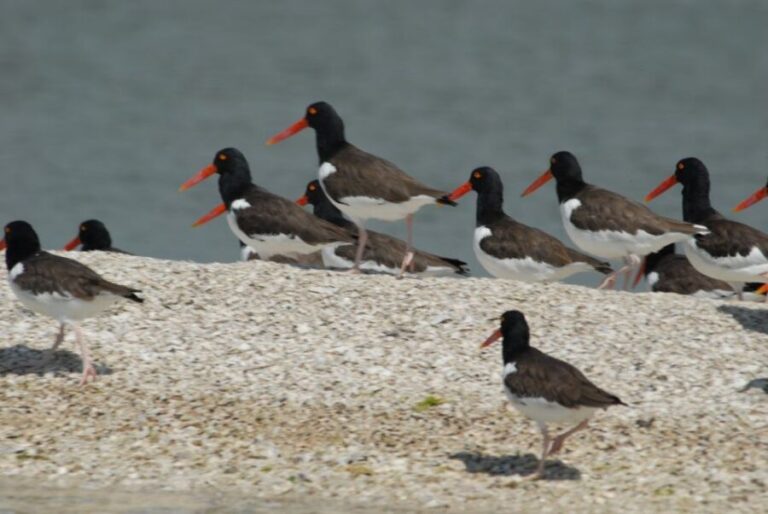 Everglades: Birding, Wildlife, and Photography Expedition - What to Expect: Wildlife and Photography Opportunities