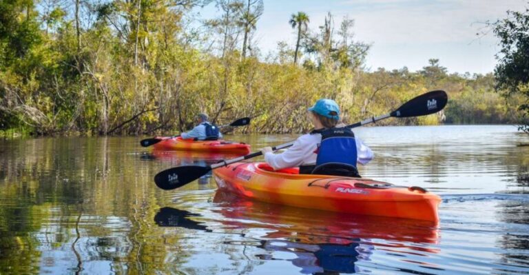 Everglades City: Guided Kayaking Tour of the Wetlands - The Experience and Group Dynamics