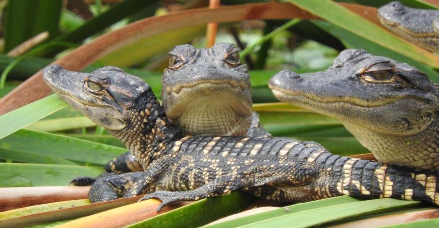 Everglades Day Safari from Fort Lauderdale - Quality of Guides and Overall Experience
