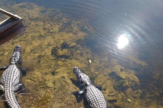 Everglades Eco Airboat Tour with Private Luxury Transportation - What We Loved About This Experience