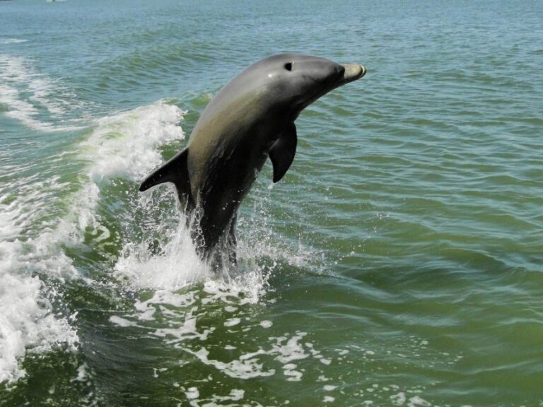 Everglades National Park: 2 hour Dolphin & Birding Boat Tour - Who Would Love This Experience?