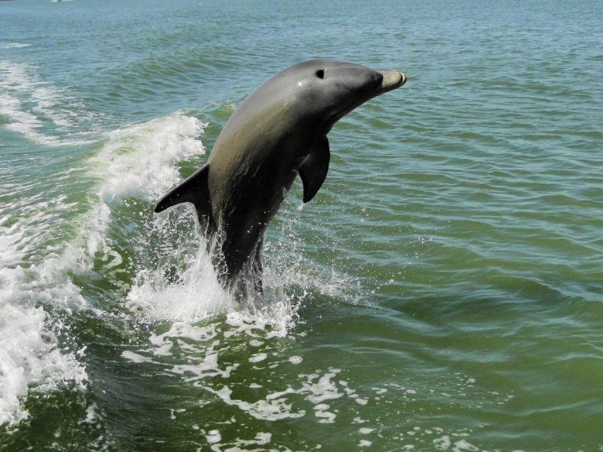 Everglades National Park: 2 hour Dolphin & Birding Boat Tour - Who Would Love This Experience?