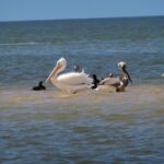 Everglades National Park: 3 Hikes + 90 minute Boat Tour + Lunch - Authentic Experiences Highlighted by Visitors