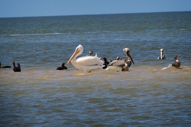 Everglades National Park: 3 Hikes + 90 minute Boat Tour + Lunch - Authentic Experiences Highlighted by Visitors
