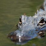 Everglades National Park: Mangrove Tunnel Kayak Eco-Tour - The Value and Why It’s Worth It