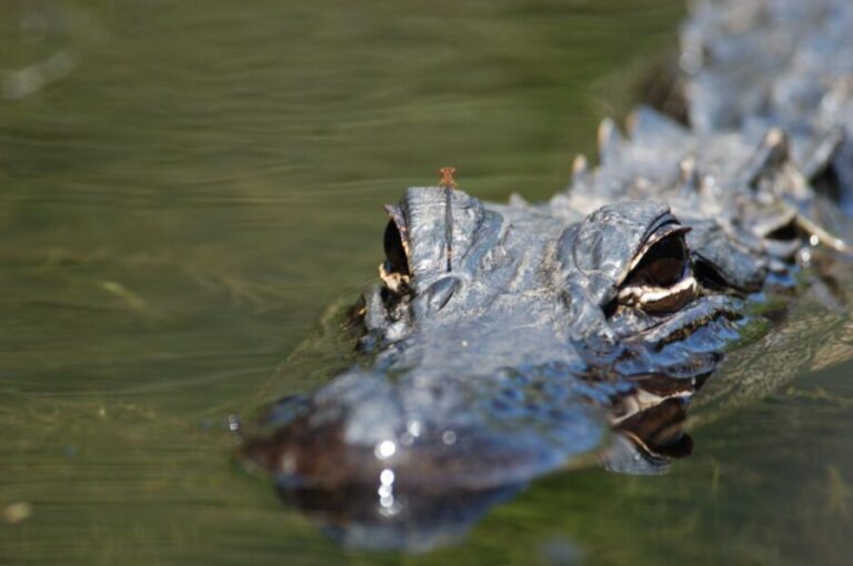 Everglades National Park: Mangrove Tunnel Kayak Eco-Tour - The Value and Why It’s Worth It