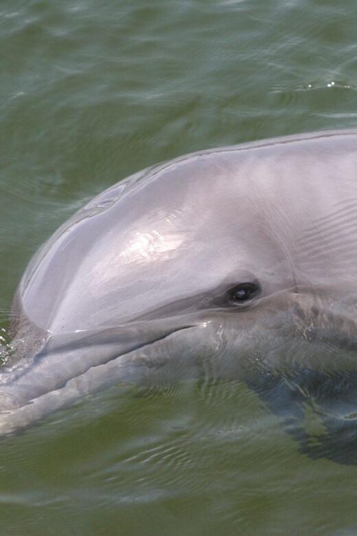 Everglades National Park: Pontoon Boat Tour & Boardwalk - Wildlife and Nature Highlights