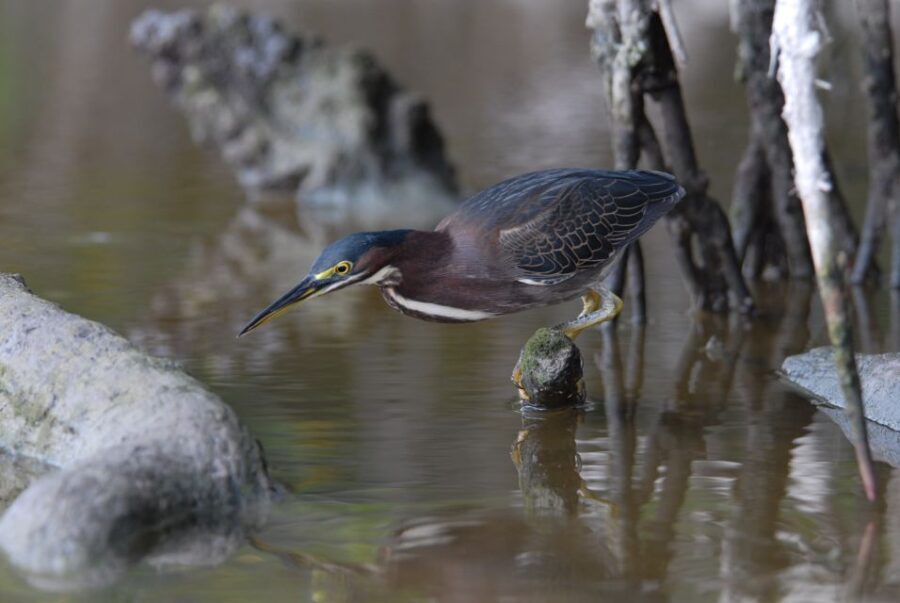 Everglades National Park: Private 2.5-Hour Photo Safari - Who Should Consider This Tour?