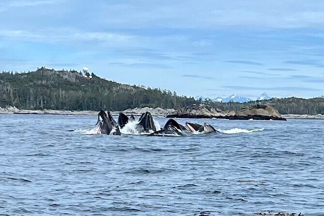 Experience Local Marine Wildlife Tour - Pricing and Value