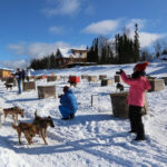 Fairbanks: 1-Hour Alaskan Winter Dog Sledding Adventure - Authentic Reviews and What They Reveal