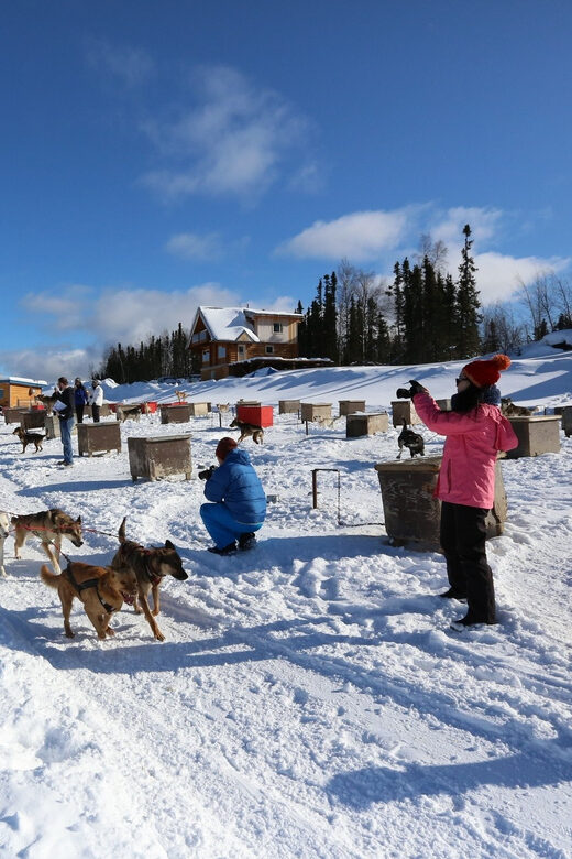 Fairbanks: 1-Hour Alaskan Winter Dog Sledding Adventure - Authentic Reviews and What They Reveal