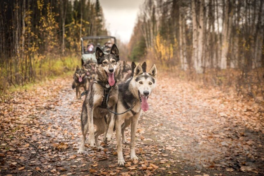 Fairbanks: Dog Mushing through Fall Landscapes on a UTV - Authenticity and Unique Elements