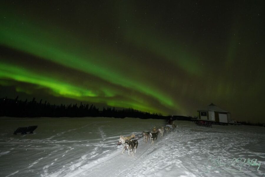 Fairbanks: Moonlight Dog Sled, Dinner & Northern Lights - A Deep Dive Into the Alaska Night