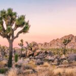 Family Rock Climbing Trips in Joshua Tree National Park (8 Hours) - Who Will Love This Experience?