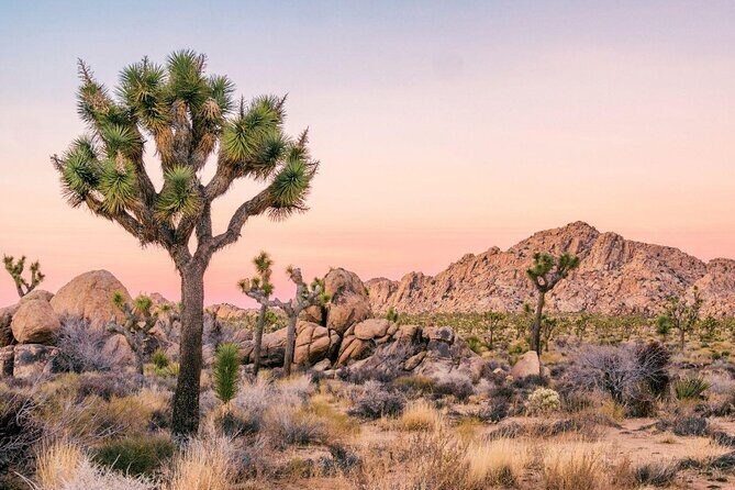 Family Rock Climbing Trips in Joshua Tree National Park (8 Hours) - Who Will Love This Experience?