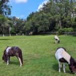 Farm Experience with Ponies, Bunnies, Chickens and Goats - Final Thoughts