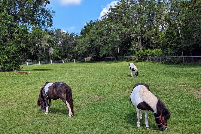 Farm Experience with Ponies, Bunnies, Chickens and Goats - Final Thoughts