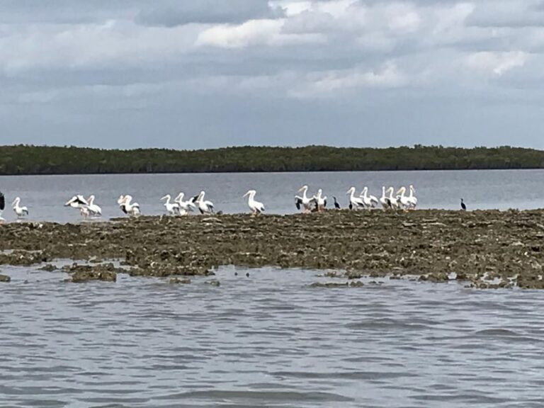 Fast and More 60 minute Airboat Tour on the Homosassa River - Deep Dive: Why This Tour Stands Out