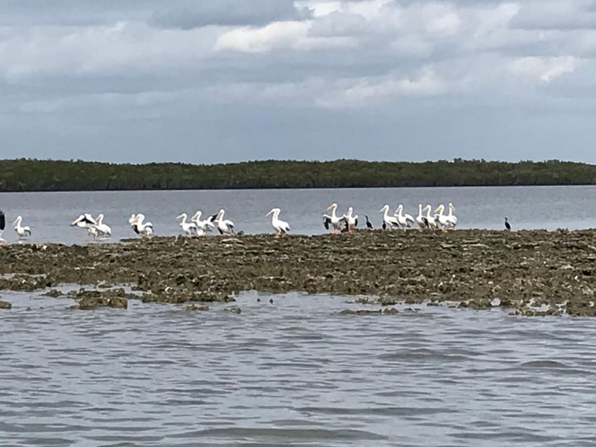 Fast and More 60 minute Airboat Tour on the Homosassa River - Deep Dive: Why This Tour Stands Out