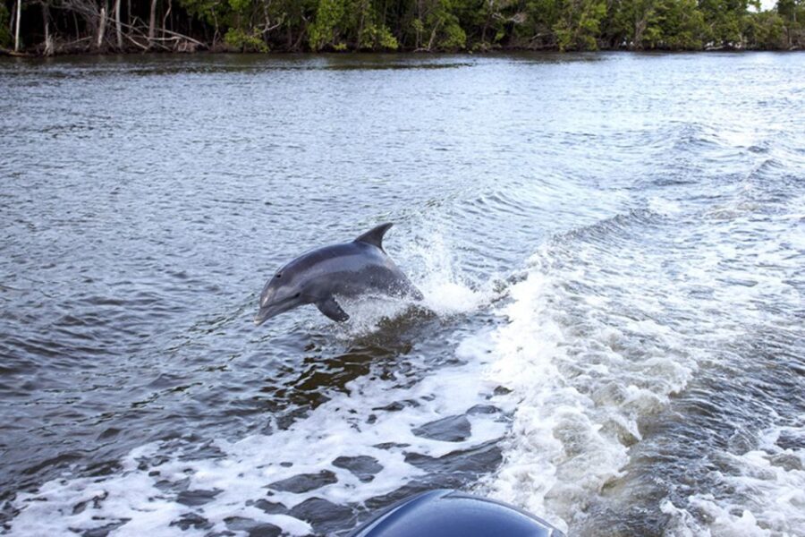 Flamingo Marina: Backcountry Boat Tour of the Everglades - The Practical Details