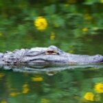 Fort Lauderdale: Everglades Express Tour with Airboat Ride - Value and Practicalities