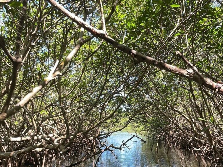 Fort Pierce: 6-hr Mangroves, Coastal Rivers & Wildlife in FL - The Equipment & Comfort Details