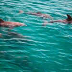 Fort Walton Beach: Morning Dolphin Cruise with Snorkel Stop - Why This Tour Works Well