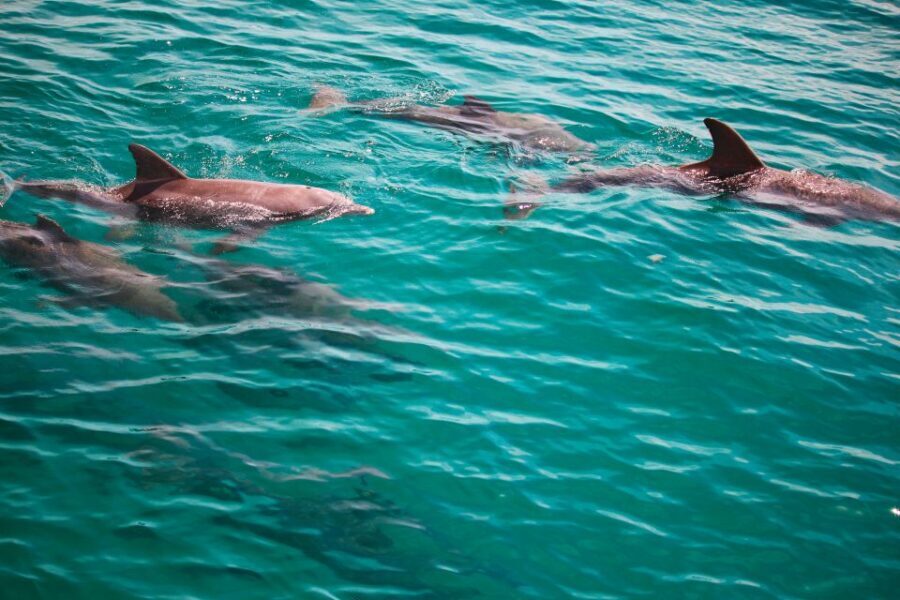 Fort Walton Beach: Morning Dolphin Cruise with Snorkel Stop - Why This Tour Works Well