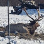 From Anchorage: Alaska Wildlife Center & Turnagain Arm Tour - The Value of This Tour