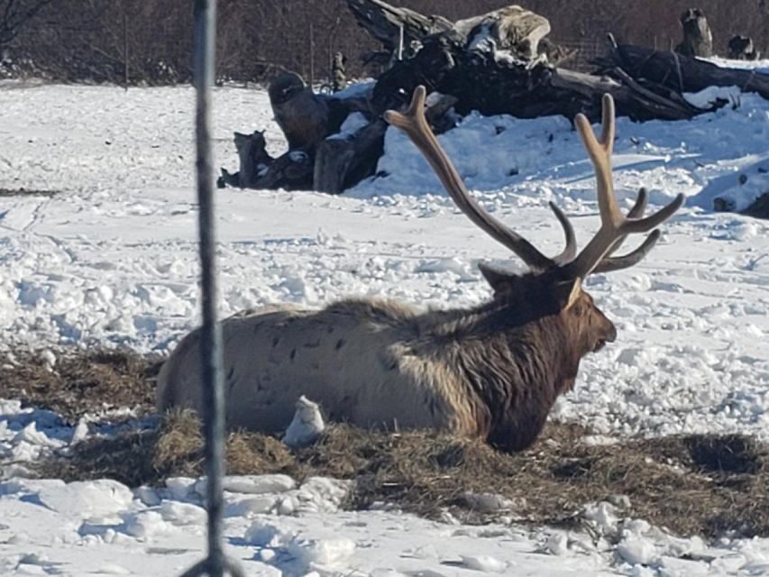 From Anchorage: Alaska Wildlife Center & Turnagain Arm Tour - The Value of This Tour