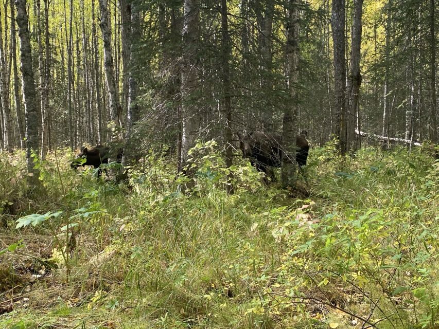 From Anchorage: Chugach State Park Walk with Naturalist - A Deep Dive into the Experience