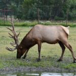 From Anchorage: Valley of Glaciers & Wildlife Center Tour - Is This Tour Worth the Price?