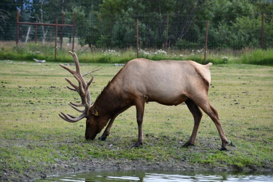 From Anchorage: Valley of Glaciers & Wildlife Center Tour - Is This Tour Worth the Price?
