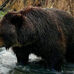 From Anchorage: Wilderness, Wildlife, & Glacier Experience - Who Should Consider This Tour?