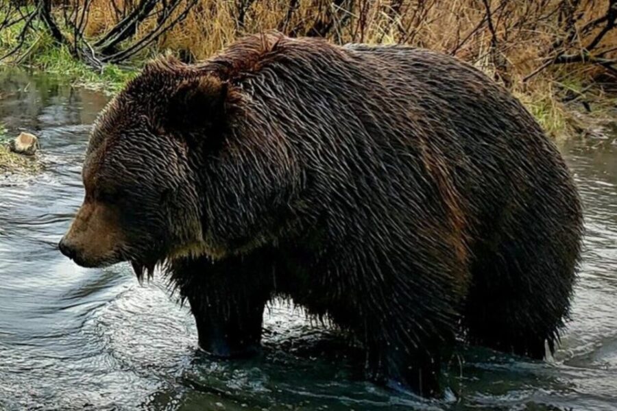 From Anchorage: Wilderness, Wildlife, & Glacier Experience - Who Should Consider This Tour?