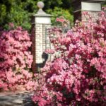 From Charleston: Boone Hall Plantation Entry with Transfers - Who Would Love This Tour?