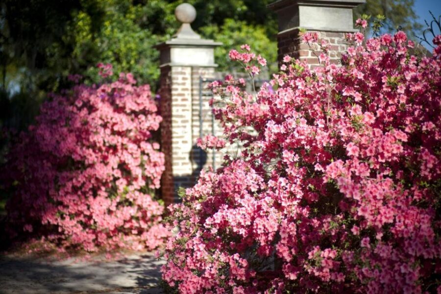From Charleston: Boone Hall Plantation Entry with Transfers - Who Would Love This Tour?