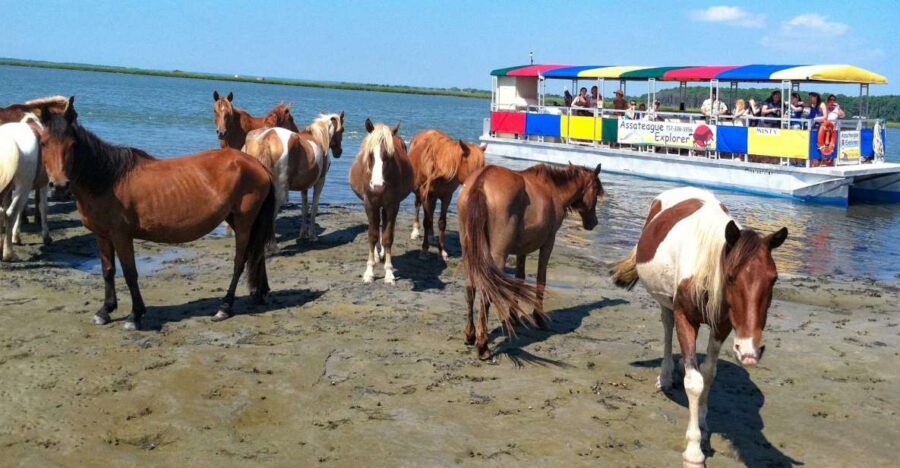From Chincoteague Island: Assateague Island Boat Tour - Final Thoughts