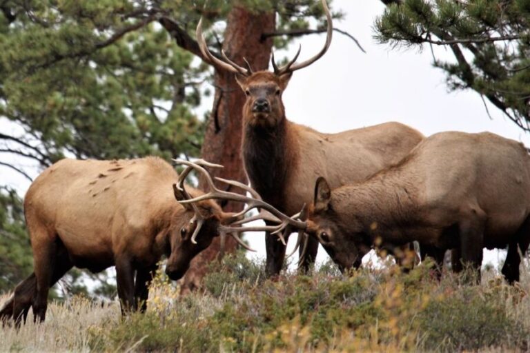 From Denver: Rocky Mountain National Park Day Trip and Lunch - The Value and Practicality of the Tour