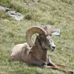 From Denver: Rocky Mountains Jeep Tour with Picnic Lunch - Analyzing the Value