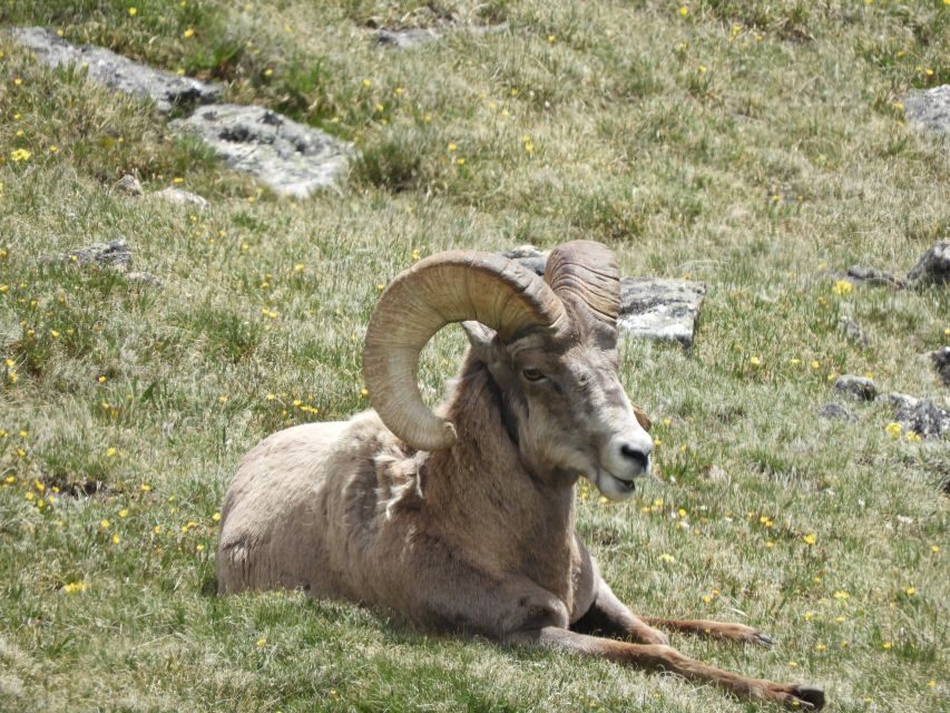 From Denver: Rocky Mountains Jeep Tour with Picnic Lunch - Analyzing the Value