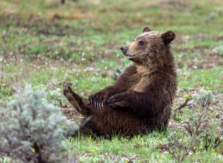 From Jackson Hole: Half-Day Grand Teton Wildlife Tour - Who Is This Tour Best For?