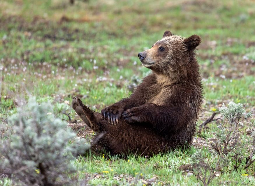 From Jackson Hole: Half-Day Grand Teton Wildlife Tour - Who Is This Tour Best For?