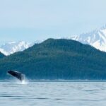 From Juneau: Whale Watching Cruise with Snacks - Why This Tour Stands Out